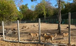 SOKAK HAYVANLARI İÇİN ÇAĞRI