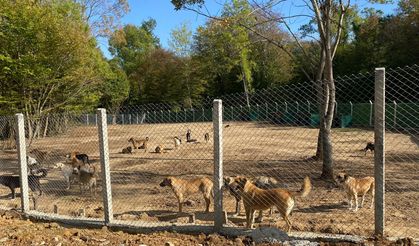 SOKAK HAYVANLARI İÇİN ÇAĞRI