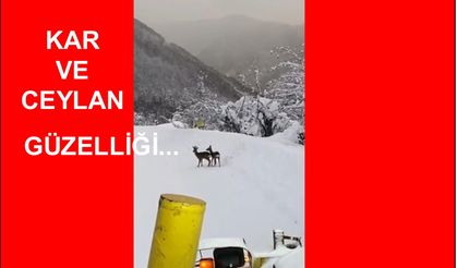900 Metre rakımda Kar ve Ceylan güzelliği