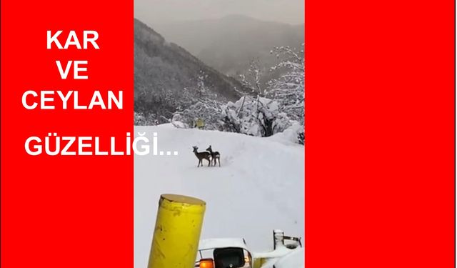 900 Metre rakımda Kar ve Ceylan güzelliği